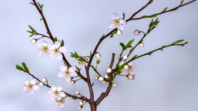 Plum Blossom,Plum Blossom video