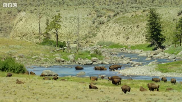 Bison Fight for Mating Rights | BBC Earth