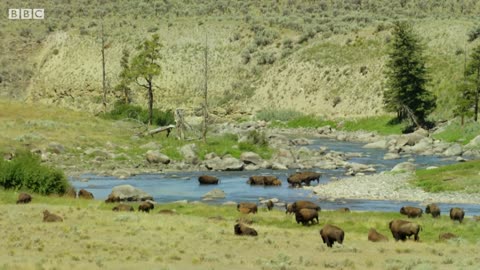 Bison Fight for Mating Rights | BBC Earth