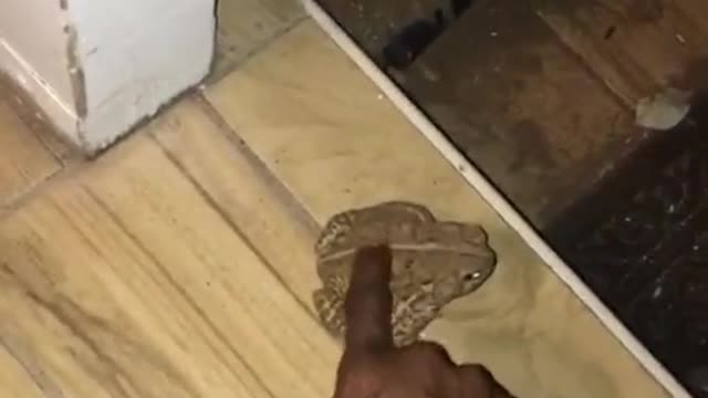 Human Makes Friends with Toad in Tulsa