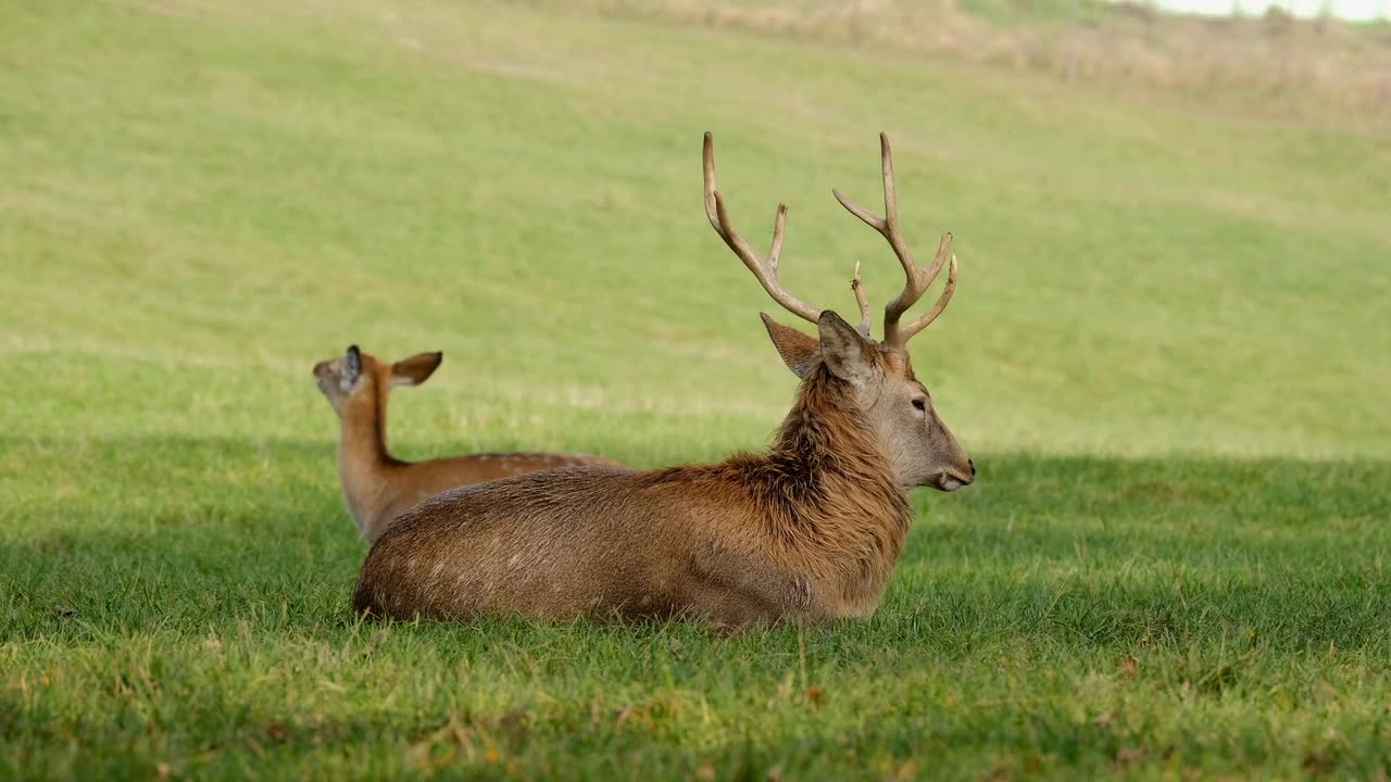 Fallow Deer Nature Video complication #shorts