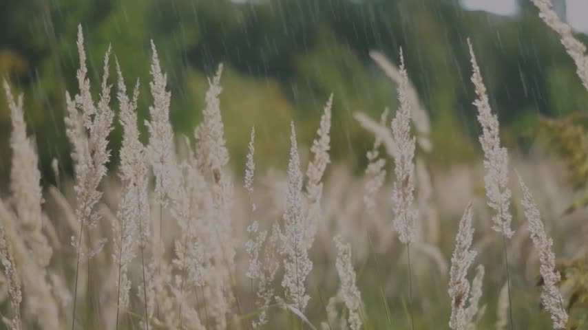 Relaxing Rain with Sufi Music