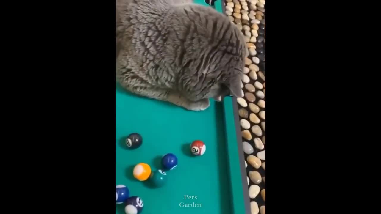 Funny cat video