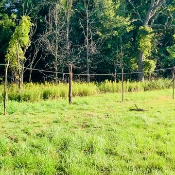 Progress building the deer fence