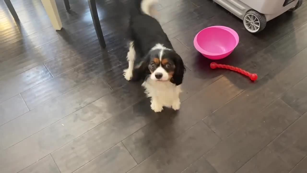 Cute Cavalier perfectly responds to mom’s question