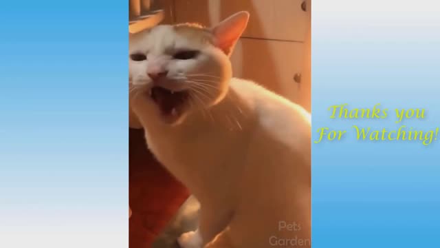 CUTE and FUNNY animals to RELAX after a HARD day