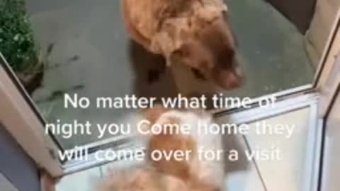 Dogs rush over in the middle of the night to see their neighbor