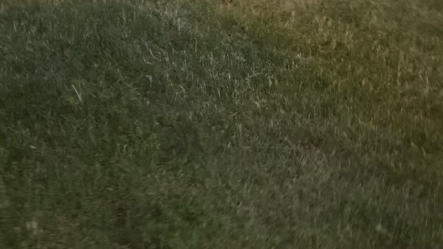 A cat looks for it’s home