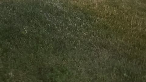 A cat looks for it’s home