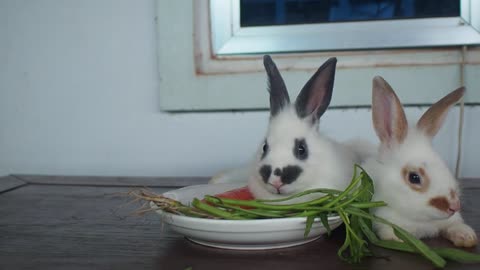 Pets Collective Compilation#006, Beautiful Couple Rabbits Eating Vegetable