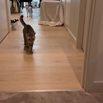 Let's scare the pet and see how the cat runs