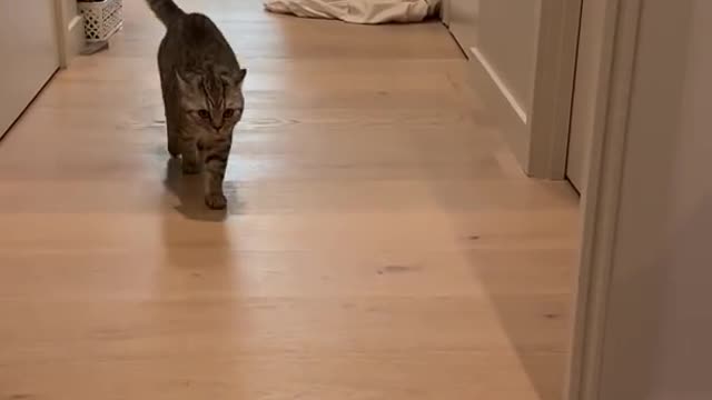 Let's scare the pet and see how the cat runs