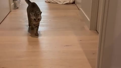 Let's scare the pet and see how the cat runs