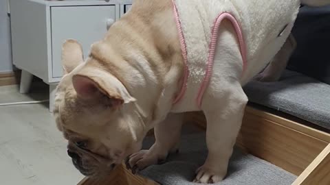 French Bulldog's Pretty Clothes