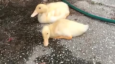 Funniest Baby Ducks Videos Compilation 2022