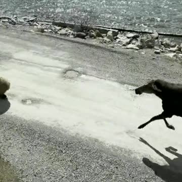 Moose vs Grizzly! 👀