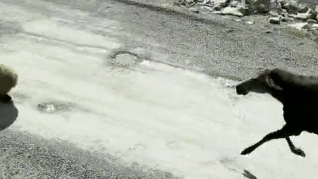 Moose vs Grizzly! 👀