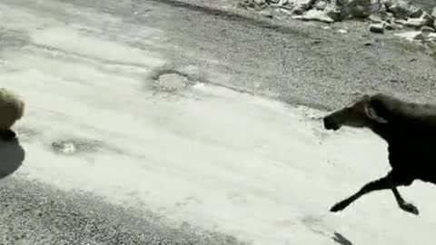 Moose vs Grizzly! 👀