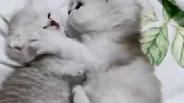 Cat funny Aww cat video funny cat case camplition video cat funny