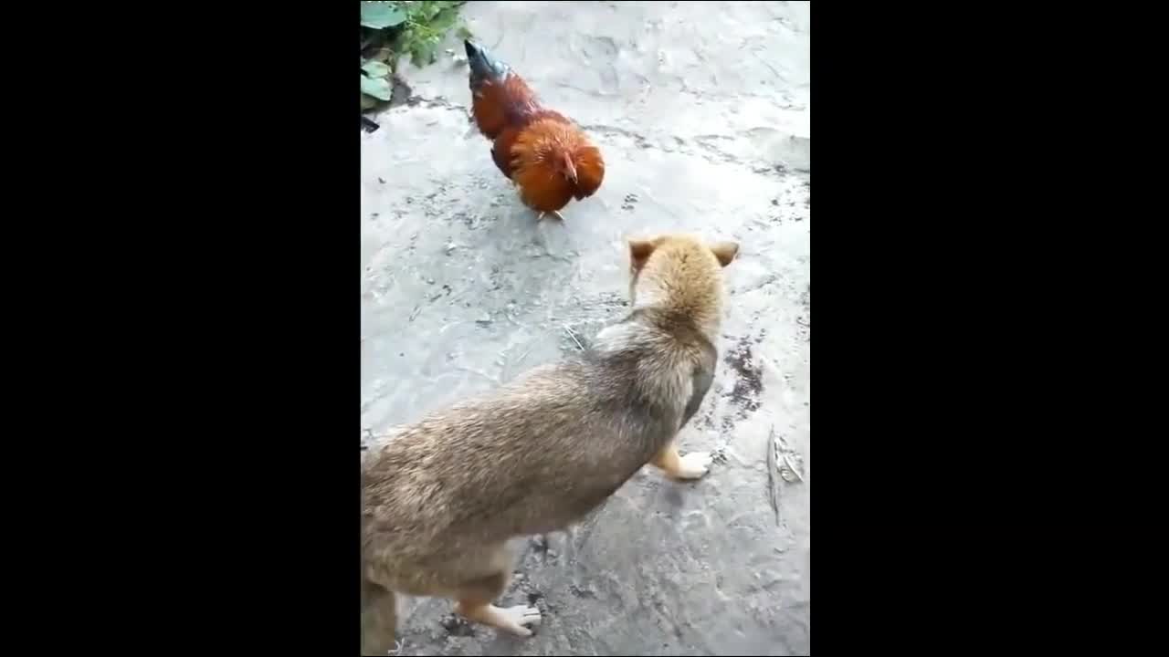 Angry Dog and Angry Chicken