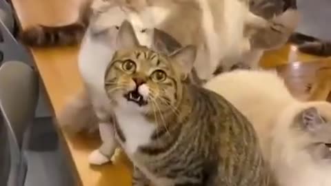 Funny Cat - It Got Angry