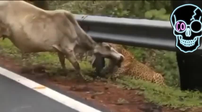 Lepored attack at cow on road