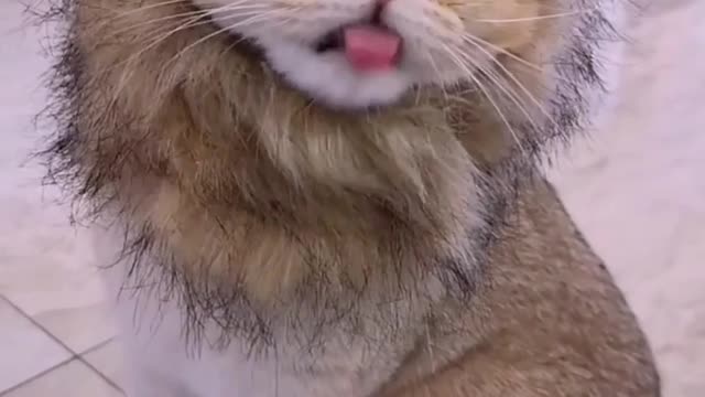 Do you have a fluff ??