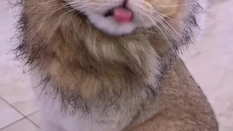 Do you have a fluff ??