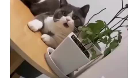 Cats funny failure 🤣🤣🤣