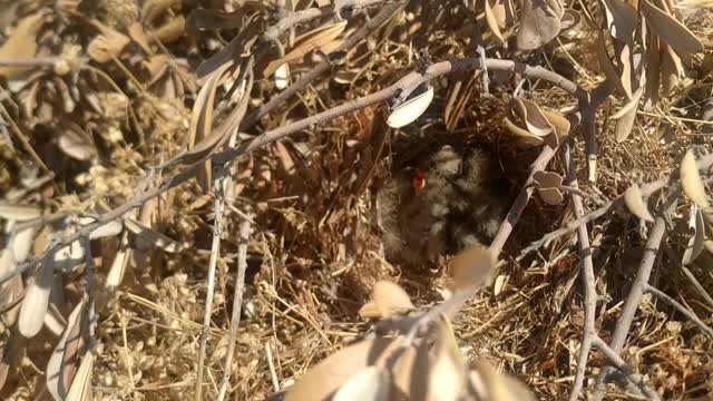 little birds in a war fot food Ukraine Russia peace