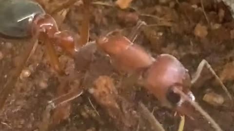 Giant Bull Ant Queen