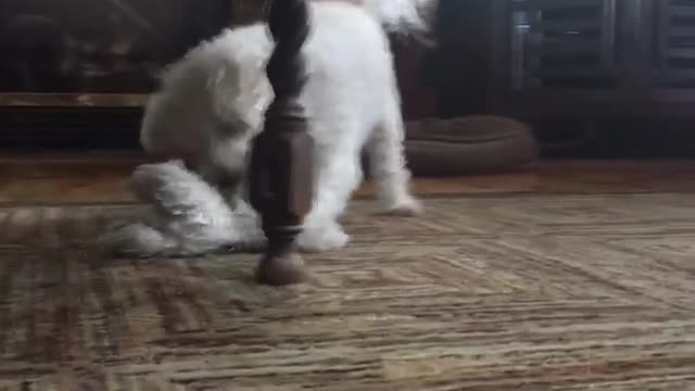 He plays fetch with himself