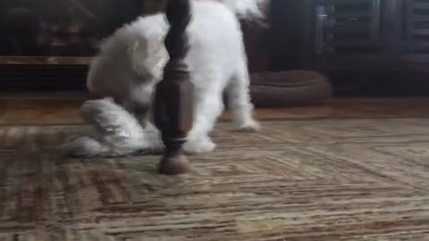 He plays fetch with himself