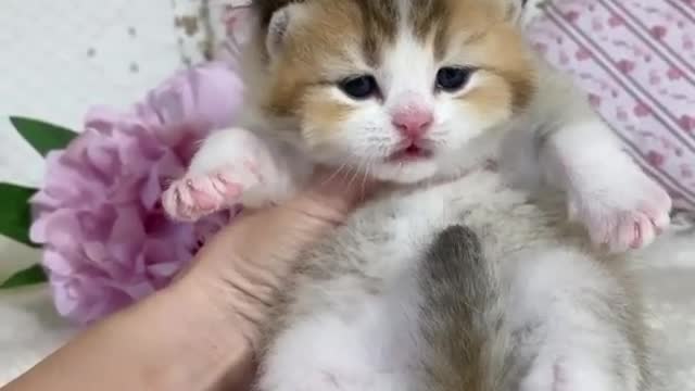 OMG So Cute Kittens ❤️ Best Funny Cats Videos 2021 ❤️Video _254 _ _Short _ shorts the best ever