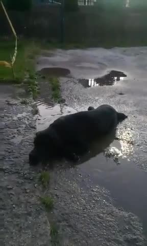 Perro se refresca del modo más adorable