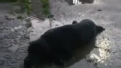 Perro se refresca del modo más adorable