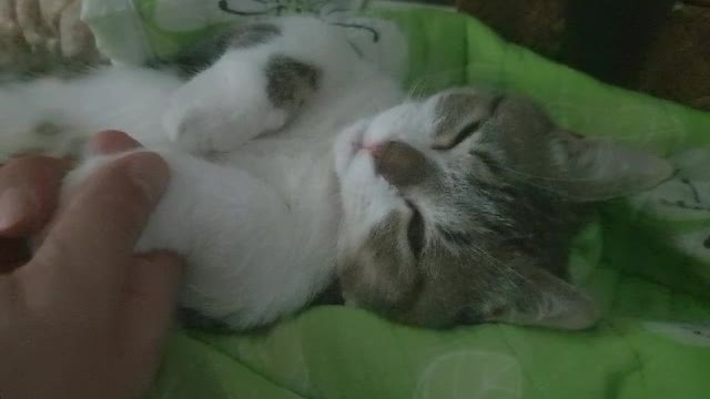 A cat that needs to hold hands.
