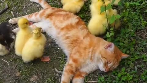 This Cat's Crazy Adventures Will Make Your Day!
