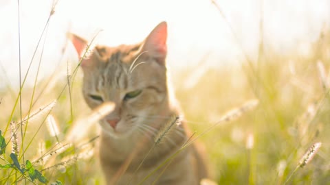 Cat in the grass in the sun By MattiaMc - Lo Bianco Mattia