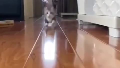 Cute Baby Cat Video