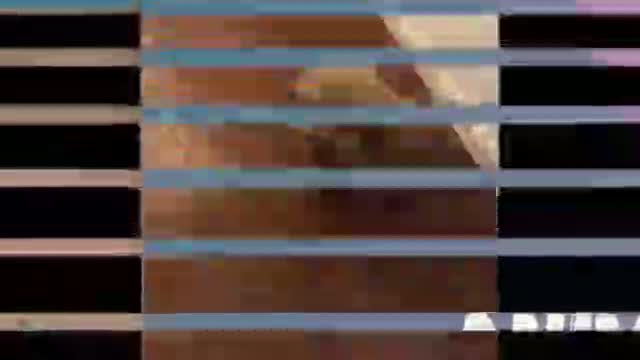 The Best Dog Moments Animal Planet