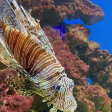 Lionfish