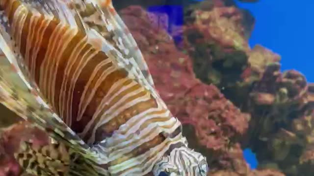 Lionfish