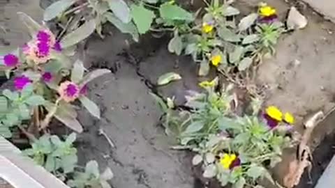 colorful flowers