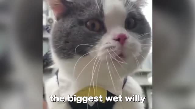 better than hoomanCats talking !! these cats can speak english