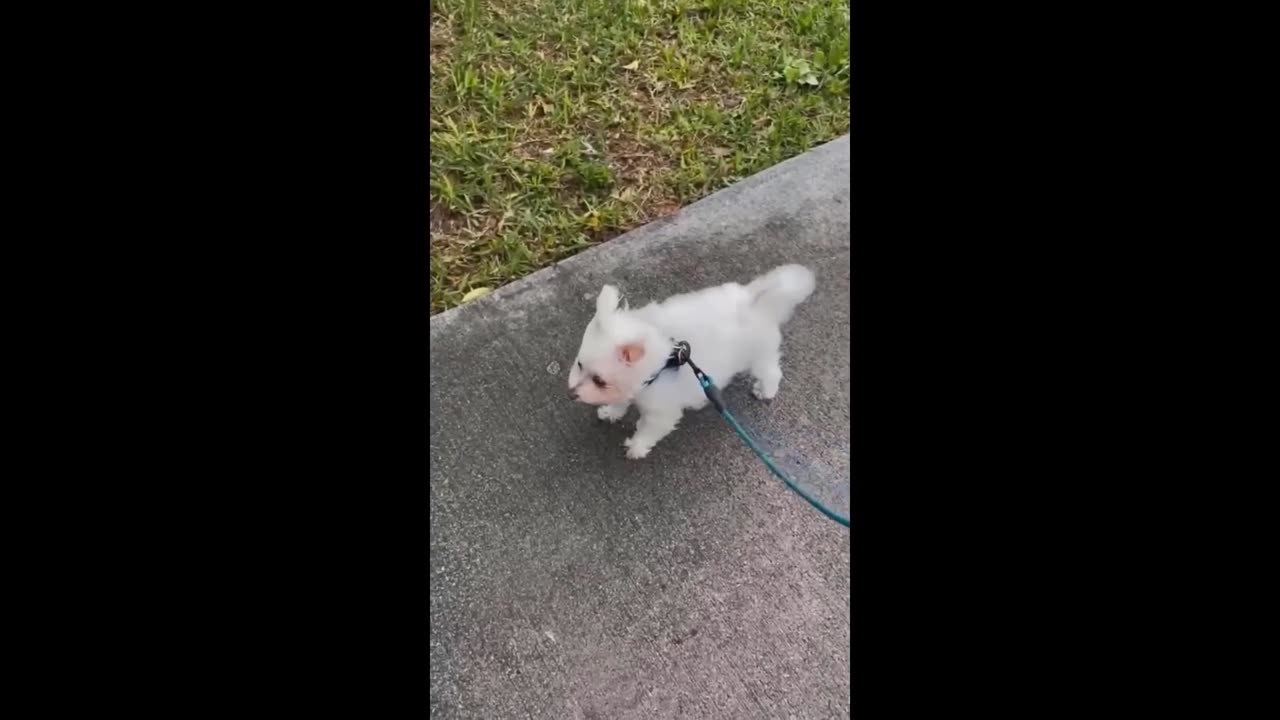 Cute Baby Animals Videos Compilation - Funny and Cute Moment of the Animals #2 - Cutest Animals_2