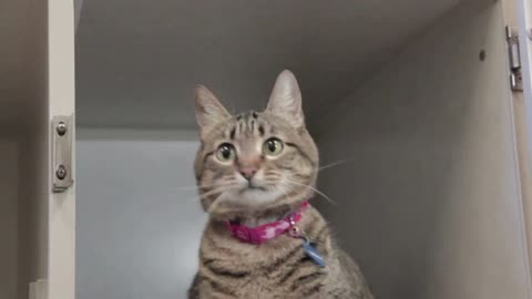 Cat Playing With String