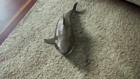 UNBELIEVABLE Pet Shark!!!