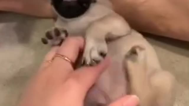 Cute Pug Puppy!