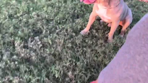 XL Americanbully lilac Tri Zues off Leash walk😍😍😍😍😍